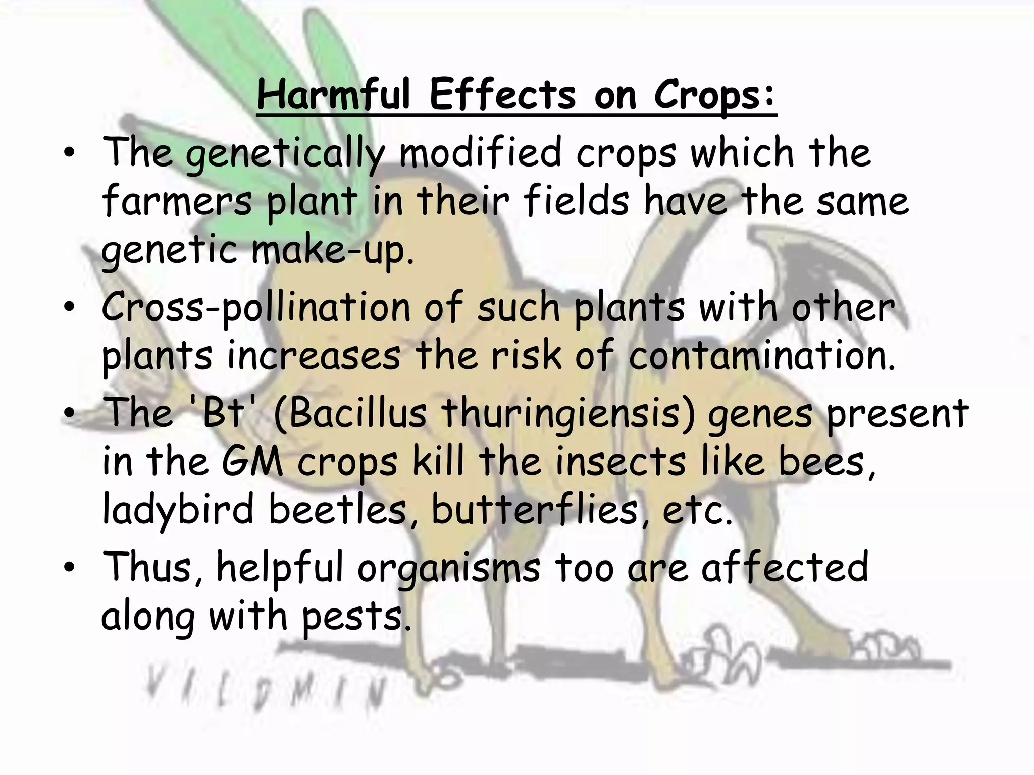 Harmful Effects on Crops:
• The genetically modified crops which the
farmers plant in their fields have the same
genetic make-up.
• Cross-pollination of such plants with other
plants increases the risk of contamination.
• The 'Bt' (Bacillus thuringiensis) genes present
in the GM crops kill the insects like bees,
ladybird beetles, butterflies, etc.
• Thus, helpful organisms too are affected
along with pests.
 
