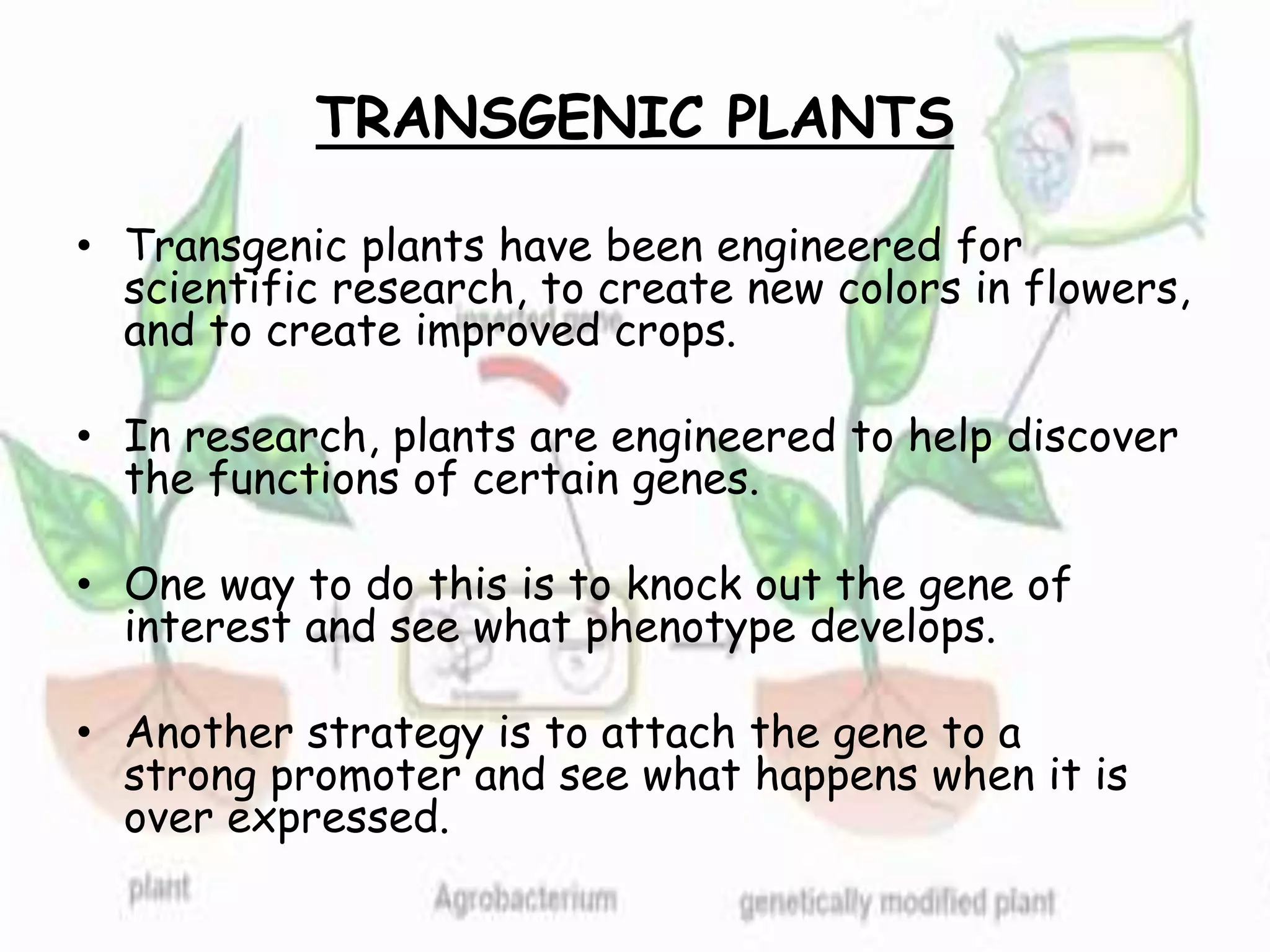 TRANSGENIC PLANTS
• Transgenic plants have been engineered for
scientific research, to create new colors in flowers,
and to create improved crops.
• In research, plants are engineered to help discover
the functions of certain genes.
• One way to do this is to knock out the gene of
interest and see what phenotype develops.
• Another strategy is to attach the gene to a
strong promoter and see what happens when it is
over expressed.
 