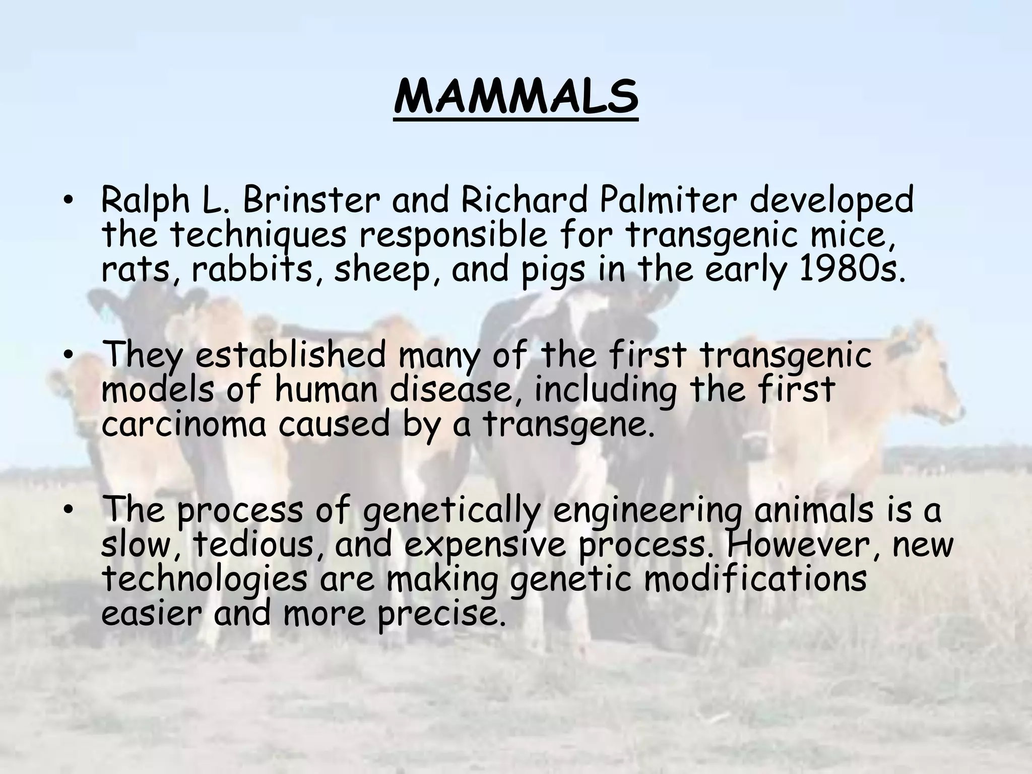 MAMMALS
• Ralph L. Brinster and Richard Palmiter developed
the techniques responsible for transgenic mice,
rats, rabbits, sheep, and pigs in the early 1980s.
• They established many of the first transgenic
models of human disease, including the first
carcinoma caused by a transgene.
• The process of genetically engineering animals is a
slow, tedious, and expensive process. However, new
technologies are making genetic modifications
easier and more precise.
 