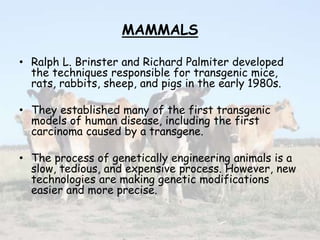MAMMALS
• Ralph L. Brinster and Richard Palmiter developed
the techniques responsible for transgenic mice,
rats, rabbits, sheep, and pigs in the early 1980s.
• They established many of the first transgenic
models of human disease, including the first
carcinoma caused by a transgene.
• The process of genetically engineering animals is a
slow, tedious, and expensive process. However, new
technologies are making genetic modifications
easier and more precise.
 