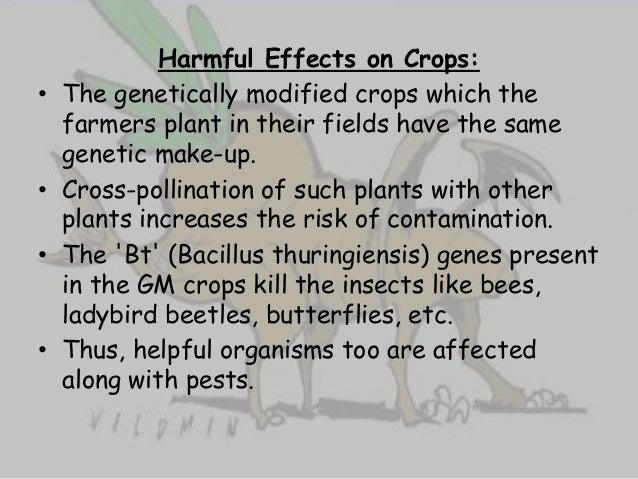 The Harmful Effects Of Genetically Modified Organisms