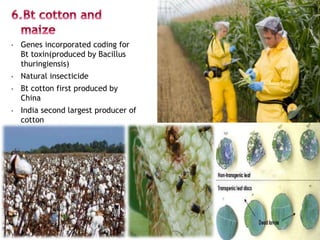 • Genes incorporated coding for
Bt toxin(produced by Bacillus
thuringiensis)
• Natural insecticide
• Bt cotton first produ...