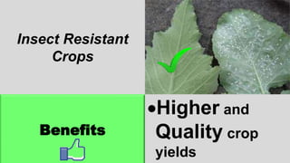 Insect Resistant
Crops
Benefits
Higher and
Quality crop
yields
 