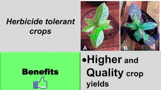 Herbicide tolerant
crops
Benefits
Higher and
Quality crop
yields
 