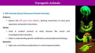 Transgenic Animals
3. GFP Animals (Green Fluorescent Protein Animals)
Features:
• Express the GFP gene from jellyfish, allowing researchers to track gene
expression and protein interactions.
Merits:
• Used in medical research to study diseases like cancer and
neurodegenerative disorders.
• Helps in understanding genetic modifications and developmental biology.
Demerits:
• High costs and ethical considerations in animal experimentation.
 