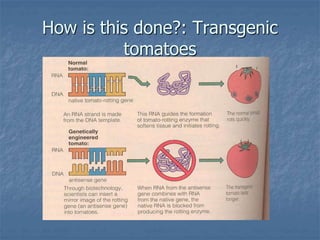 Local Modified Organisms Example Genetically modified organisms | PPTX
