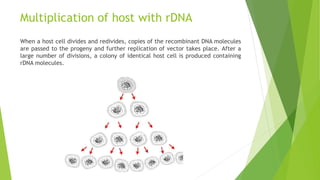 Multiplication of host with rDNA
When a host cell divides and redivides, copies of the recombinant DNA molecules
are passed to the progeny and further replication of vector takes place. After a
large number of divisions, a colony of identical host cell is produced containing
rDNA molecules.
 