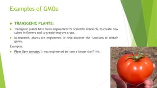 Examples of GMOs
 TRANSGENIC PLANTS:
 Transgenic plants have been engineered for scientific research, to create new
colors in flowers and to create improve crops.
 In research, plants are engineered to help discover the functions of certain
genes.
Examples:
 Flavr Savr tomato: It was engineered to have a longer shelf life.
 