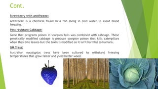 Cont.
Strawberry with antifreeze:
Antifreeze is a chemical found in a fish living in cold water to avoid blood
freezing.
Pest resistant Cabbage:
Gene that programs poison in scorpion tails was combined with cabbage. These
genetically modified cabbage is produce scorpion poison that kills caterpillars
when they bite leaves-but the toxin is modified so it isn’t harmful to humans.
GM Tress:
Australian eucalyptus tress have been cultured to withstand freezing
temperatures that grow faster and yield better wood.
 