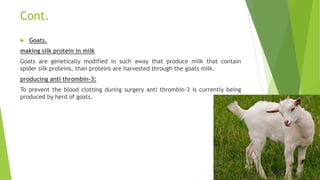 Cont.
 Goats.
making silk protein in milk
Goats are genetically modified in such away that produce milk that contain
spider silk proteins, than proteins are harvested through the goats milk.
producing anti thrombin-3:
To prevent the blood clotting during surgery anti thrombin-3 is currently being
produced by herd of goats.
 