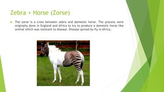 Zebra + Horse (Zorse)
 The zorse is a cross between zebra and domestic horse. The process were
originally done in England and Africa to try to produce a domestic horse like
animal which was resistant to disease. Disease spread by fly in Africa.
 