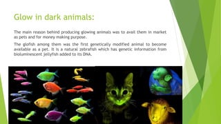 Glow in dark animals:
The main reason behind producing glowing animals was to avail them in market
as pets and for money making purpose.
The glofish among them was the first genetically modified animal to become
available as a pet. It is a natural zebrafish which has genetic information from
bioluminescent jellyfish added to its DNA.
 