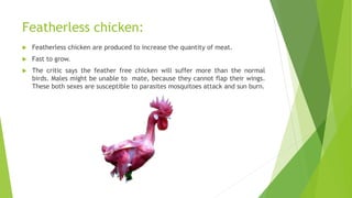 Featherless chicken:
 Featherless chicken are produced to increase the quantity of meat.
 Fast to grow.
 The critic says the feather free chicken will suffer more than the normal
birds. Males might be unable to mate, because they cannot flap their wings.
These both sexes are susceptible to parasites mosquitoes attack and sun burn.
 