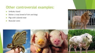 Other controversial examples:
 Umbuku lizard
 Dolion ( cross breed of loin and dog)
 Pigs with colored nose
 Muscular cows
 