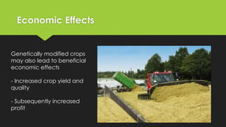 Economic Effects
Genetically modified crops
may also lead to beneficial
economic effects
- Increased crop yield and
quality
- Subsequently increased
profit
 