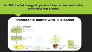In 1983, the first transgenic plant, a tobacco plant resistant to
anti-biotics was created
 
