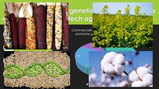 . Commercially, four genetically modified crops
dominate global biotech agriculture
soybeans
accounting for 60% of GM
crop area
maize accounting for
23% of GM crop area
cotton accounting
for 11% of GM crop area
canola accounting
for 6% of GM crop area
60%
23%
11%
6%
Commercially, four genetically modified crops
dominate global biotech agriculture100%
soybean maize cotton canola
 