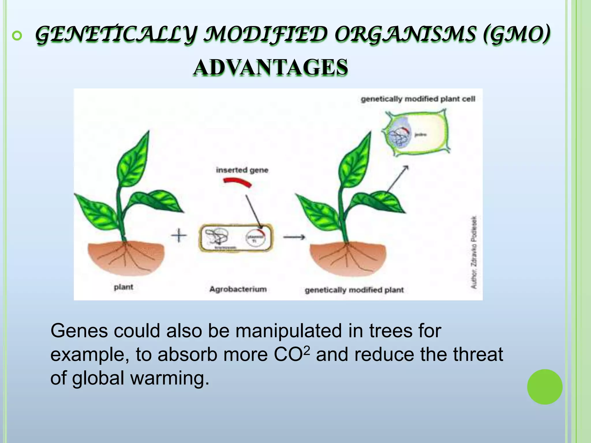  GENETICALLY MODIFIED ORGANISMS (GMO) ADVANTAGESGenes could also be manipulated in trees for example, to absorb more CO2 and reduce the threat of global warming.