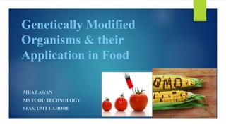 Genetically Modified
Organisms & their
Application in Food
MUAZ AWAN
MS FOOD TECHNOLOGY
SFAS, UMT LAHORE
 