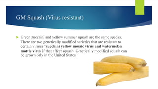 GM Squash (Virus resistant)
 Green zucchini and yellow summer squash are the same species,
There are two genetically modified varieties that are resistant to
certain viruses ‘zucchini yellow mosaic virus and watermelon
mottle virus 2’ that affect squash. Genetically modified squash can
be grown only in the United States
 