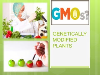 GENETICALLY
MODIFIED
PLANTS
 