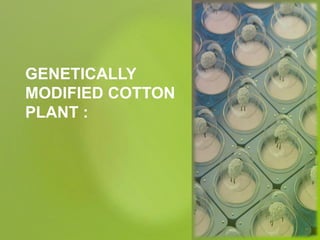 GENETICALLY
MODIFIED COTTON
PLANT :
 