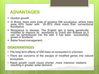 ADVANTAGES
 Quicker growth.
 In Brazil, there were trials of growing GM eucalyptus, where trees
grew 40% faster with 20-30% more mass than conventional
eucalyptus.
 Resistance to disease. The English elm is being genetically
modified to improve its resistance to Dutch elm disease so it
can be reintroduced into the wild. It has been successfully
grown in Scotland.
 Better forest management.
DISADVANTAGES
• The long term effects of GM trees on ecosystem is unknown .
• There are concerns of the escape of modified genes into natural
ecosystem.
• Rapid growth could cause shorter ,more intensive rotations
,resulting in greater water demand.
 