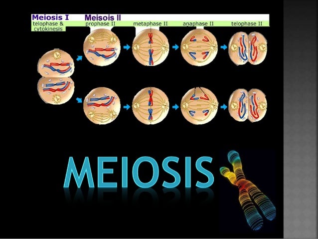 FASES DE LA MEIOSIS