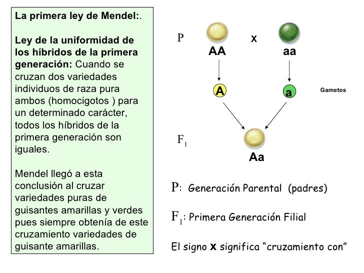 Mendel y sus leyes