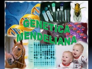 GENETICA MENDELIANA 