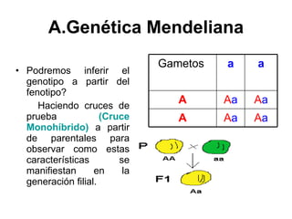 A.Genética Mendeliana Podremos inferir el genotipo a partir del fenotipo? Haciendo cruces de prueba  (Cruce Monohíbrido)  a partir de parentales para observar como estas características se manifiestan en la generación filial. Gametos  a a A A a A a A A a A a 