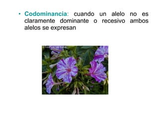 Codominancia :  cuando un alelo no es claramente dominante o recesivo ambos alelos se expresan 