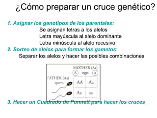 ¿Cómo preparar un cruce genético? 1.   Asignar los genotipos de los parentales: Se asignan letras a los alelos Letra mayúscula al alelo dominante Letra minúscula al alelo recesivo 2.   Sorteo de alelos para formar los gametos : Separar los alelos y hacer las posibles combinaciones 3. Hacer un Cuadrado de Punnett para hacer los cruces 