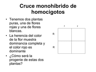 Cruce monohíbrido de homocigotos Tenemos dos plantas puras, una de flores rojas y una de flores blancas. La herencia del color de la flor muestra dominancia completa y el color rojo es dominante ¿Cómo será la progenie de estas dos plantas? 