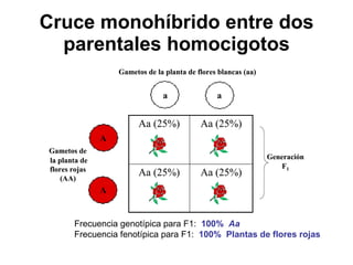 Cruce monohíbrido entre dos parentales homocigotos Frecuencia genotípica para F1:  100%  Aa Frecuencia fenotípica para F1:  100%  Plantas de flores rojas 