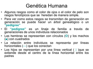 Genética Humana Algunos rasgos como el color de ojos o el color de pelo son rasgos fenotípicos que se  heredan de manera simple. Para ver como estos rasgos se transmiten de generación en generación se puede hacer un árbol genealógico o un  “pedigree” El  “pedigree”  es un linaje de familia a través de generaciones de unos individuos relacionados Las hembras se representan con círculos ( O )  y los machos ( ■ )  con cuadrados La relación entre individuos se representa por líneas horizontales ( — )  que los conectan Los hijos se representan por una línea vertical (   |  ) que se extiende desde el centro de la línea horizontal entre los padres 