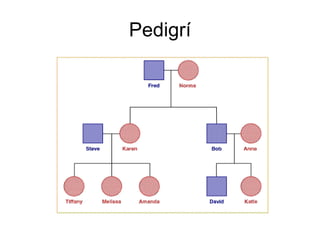 Pedigrí 
