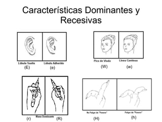Características Dominantes y Recesivas (E) (e) (w) (W) (R) (r) (H) (h) 