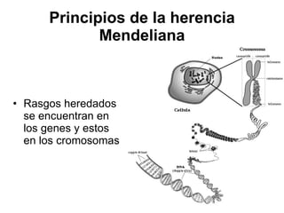 Principios de la herencia Mendeliana Rasgos heredados se encuentran en los genes y estos en los cromosomas 