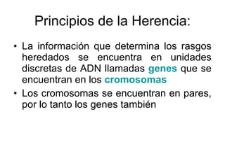 Principios de la Herencia: La información que determina los rasgos heredados se encuentra en unidades discretas de ADN llamadas  genes  que se encuentran en los  cromosomas Los cromosomas se encuentran en pares, por lo tanto los genes también 