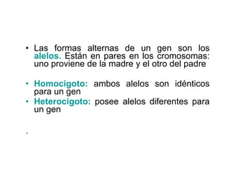 Las formas alternas de un gen son los  alelos.  Están en pares en los cromosomas: uno proviene de la madre y el otro del padre Homocigoto:  ambos alelos son idénticos para un gen Heterocigoto:  posee alelos diferentes para un gen .  