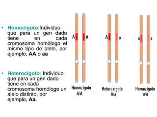 Homocigoto :Individuo que para un gen dado tiene en cada cromosoma homólogo el mismo tipo de alelo, por ejemplo,  AA  o  aa Heterocigoto :  Individuo que para un gen dado tiene en cada cromosoma homólogo un alelo distinto, por ejemplo,  Aa.   