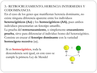 3.- RETROCRUZAMIENTO; HERENCIA INTERMEDIA Y
CODOMINANCIA
En el caso de los genes que manifiestan herencia dominante, no
existe ninguna diferencia aparente entre los individuos
heterocigóticos (Aa) y los homocigóticos (AA), pues ambos
individuos presentarían un fenotipo amarillo.
La prueba del retrocruzamiento, o simplemente cruzamiento
prueba, sirve para diferenciar el individuo homo del heterocigótico.
Consiste en cruzar el fenotipo dominante con la variedad
homocigota recesiva (aa).

 Si es homocigótico, toda la
 descendencia será igual, en este caso se
 cumple la primera Ley de Mendel
 