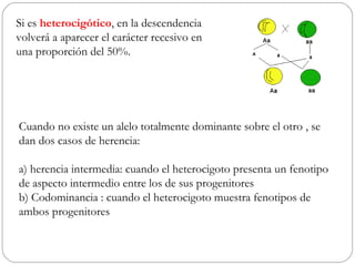 Si es heterocigótico, en la descendencia
volverá a aparecer el carácter recesivo en
una proporción del 50%.




Cuando no existe un alelo totalmente dominante sobre el otro , se
dan dos casos de herencia:

a) herencia intermedia: cuando el heterocigoto presenta un fenotipo
de aspecto intermedio entre los de sus progenitores
b) Codominancia : cuando el heterocigoto muestra fenotipos de
ambos progenitores
 