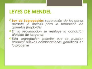 LEYES DE MENDEL
 Ley  de Segregación: separación de los genes
  durante la meiosis para la formación de
  gametos (haploide)
 En la fecundación se restituye la condición
  diploide de los genes
 Esta segregación permite que se puedan
  producir nuevas combinaciones genéticas en
  la progenie
 