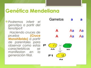 Genética Mendeliana
                           Gametos   a    a
 Podremos    inferir el
 genotipo a partir del
 fenotipo?
  Haciendo cruces de
                              A      Aa   Aa
 prueba          (Cruce       A      Aa   Aa
 Monohíbrido) a partir
 de parentales para
 observar como estas
 características      se
 manifiestan en la
 generación filial.
 