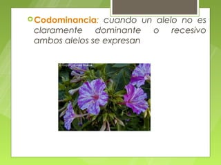  Codominancia:  cuando un alelo no es
 claramente dominante o recesivo
 ambos alelos se expresan
 