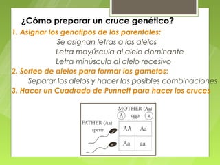 ¿Cómo preparar un cruce genético?
1. Asignar los genotipos de los parentales:
              Se asignan letras a los alelos
             Letra mayúscula al alelo dominante
             Letra minúscula al alelo recesivo
2. Sorteo de alelos para formar los gametos:
     Separar los alelos y hacer las posibles combinaciones
3. Hacer un Cuadrado de Punnett para hacer los cruces
 