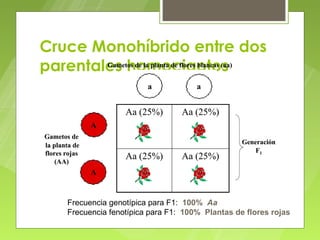 Cruce Monohíbrido entre dos
parentales homocigotos
        Gametos de la planta de flores blancas (aa)


                             a            a


                       Aa (25%)       Aa (25%)
                A
 Gametos de
 la planta de                                         Generación
 flores rojas                                             F1
     (AA)
                       Aa (25%)       Aa (25%)
                A


        Frecuencia genotípica para F1: 100% Aa
        Frecuencia fenotípica para F1: 100% Plantas de flores rojas
 