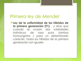 Primera ley de Mendel
 Ley de la uniformidad de los híbridos de
 la primera generación (F1). , y dice que
 cuando se cruzan dos variedades
 individuos   de    raza    pura    (ambos
 homocigotos ) para un determinado
 carácter, todos los híbridos de la primera
 generación son iguales
 